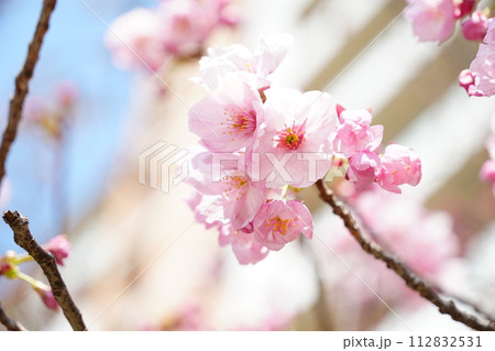 青空を背景として、春の花を咲かせる桜の枝先のピンクの花びら 青空を背景として、春の花を咲かせる桜の枝先のピンクの花びら 112832531