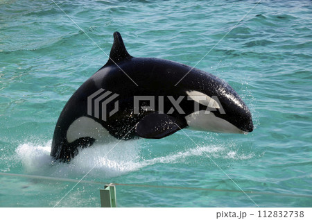 シャチのジャンプ シャチのジャンプ 112832738
