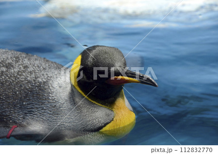 オウサマペンギン オウサマペンギン 112832770