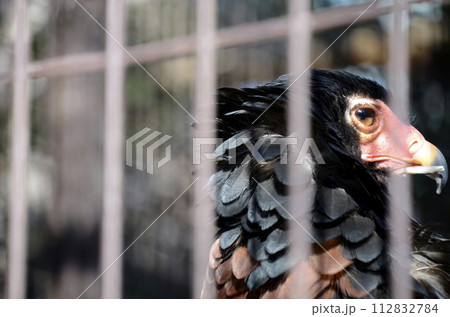 ダルマワシ 112832784