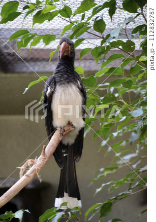 カンムリコサイチョウ 112832787