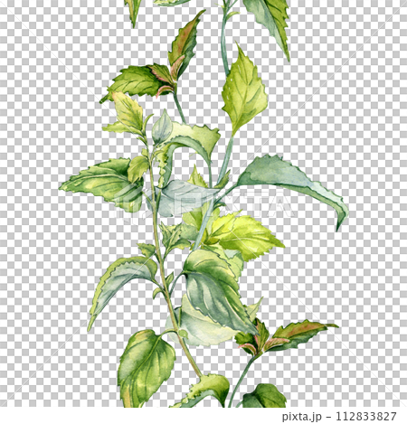 Stem of nettle seamless vertical border in watercolor isolated on white. Illustration of the herbal plant Urticaria dioica. Stinging plant, green leaf hand drawn. Element for label, packaging, banner Stem of nettle seamless vertical border in watercolor isolated on white. Illustration of the herbal plant Urticaria dioica. Stinging plant, green leaf hand drawn. Element for label, packaging, banner 112833827