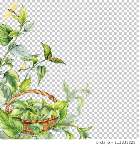 Border with nettle medicine plant and basket watercolor illustration isolated on white. Full straw basket with stinging herbal plants hand drawn. Frame for label, package, nettle product, apothecary Border with nettle medicine plant and basket watercolor illustration isolated on white. Full straw basket with stinging herbal plants hand drawn. Frame for label, package, nettle product, apothecary 112833829