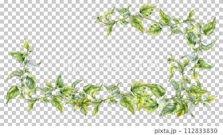 Board with stem of nettle watercolor isolated on white. Illustration of the medicinal plant Urticaria dioica. Frame of stinging plant with green leaves hand drawn. For label, packaging, apothecary Board with stem of nettle watercolor isolated on white. Illustration of the medicinal plant Urticaria dioica. Frame of stinging plant with green leaves hand drawn. For label, packaging, apothecary 112833830