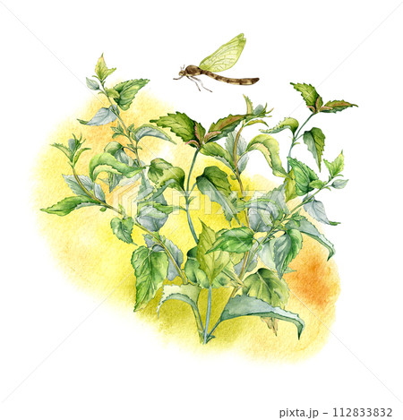 Bush of nettle on watercolor backdrop isolated on white. Illustration of the herbal plant Urticaria dioica. Stinging plant with dragonfly hand drawn. Element for label, packaging, apothecary 112833832