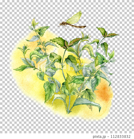 Bush of nettle on watercolor backdrop isolated on white. Illustration of the herbal plant Urticaria dioica. Stinging plant with dragonfly hand drawn. Element for label, packaging, apothecary 112833832