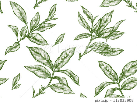 Branch with leaves of green tea. 112833909