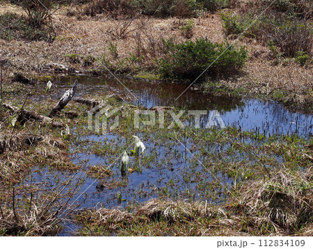 早春の乗鞍高原・一の瀬園地「偲ぶの池」のミズバショウ 112834109