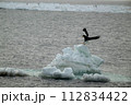 着地するオオワシ 112834422