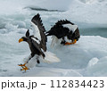 流氷に群れるオオワシ 112834423