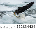 流氷に着地するオオワシ 112834424