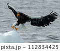流氷に着地するオオワシ 112834425