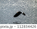 水面を飛ぶオオワシ 112834426