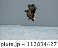 流氷の上を飛ぶオジロワシ 112834427