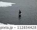 海面すれすれを飛ぶオジロワシ 112834428