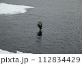 海面すれすれを飛ぶオジロワシ 112834429