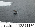 流氷の上を飛ぶオジロワシ 112834430