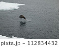 流氷上を飛翔するオジロワシ 112834432