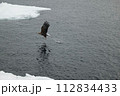 流氷上を飛翔するオジロワシ 112834433