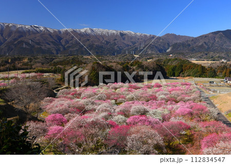 三重県いなべ市藤原町鼎　いなべ市農業公園梅林公園　薄く雪化粧した鈴鹿山脈と満開の梅園の景色 112834547