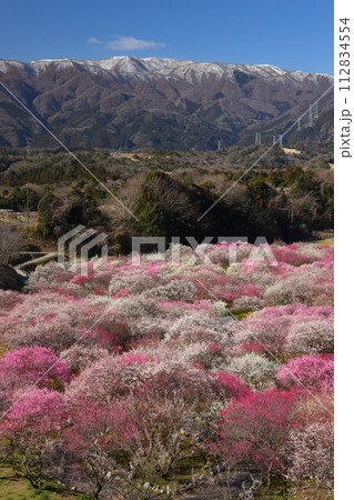 三重県いなべ市藤原町鼎 いなべ市農業公園梅林公園 薄く雪化粧した鈴鹿山脈と満開の梅園の景色 三重県いなべ市藤原町鼎 いなべ市農業公園梅林公園 薄く雪化粧した鈴鹿山脈と満開の梅園の景色 112834554