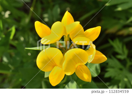 春の野原に咲く黄色いミヤコグサの花 春の野原に咲く黄色いミヤコグサの花 112834559