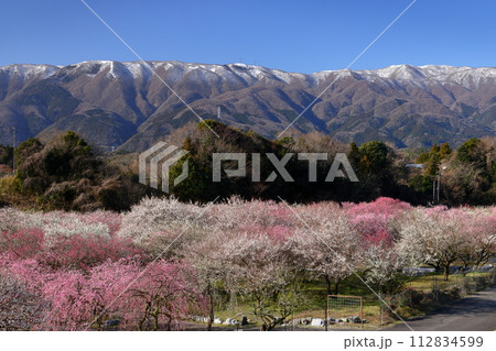 三重県いなべ市藤原町鼎 いなべ市農業公園梅林公園 薄く雪化粧した鈴鹿山脈と満開の梅園の景色 三重県いなべ市藤原町鼎 いなべ市農業公園梅林公園 薄く雪化粧した鈴鹿山脈と満開の梅園の景色 112834599