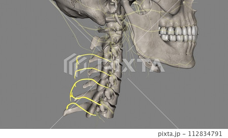 Cutaneous branches from dorsal rami Cutaneous branches from dorsal rami 112834791
