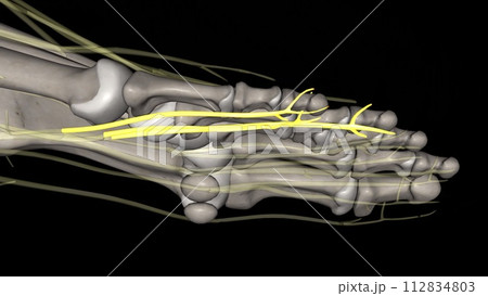 Proper plantar digital branches of Lateral plantar nerve 112834803