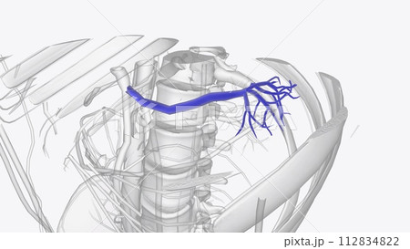 The spinal veins are situated in the pia mater and form a minute, tortuous, venous plexus The spinal veins are situated in the pia mater and form a minute, tortuous, venous plexus 112834822