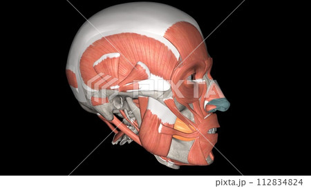 The buccinator compresses the cheeks against the teeth and is used in acts such as blowing The buccinator compresses the cheeks against the teeth and is used in acts such as blowing 112834824