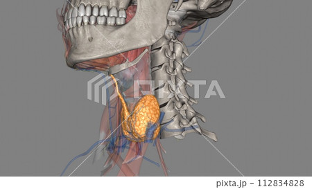 The thyroid is a small, butterfly-shaped gland located at the base of the neck, just below the Adams apple 112834828