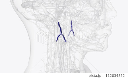 Retromandibular vein and branches Retromandibular vein and branches 112834832