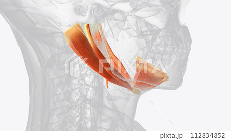 The suprahyoid muscles are a group of four muscles located superior to the hyoid bone of the neck 112834852
