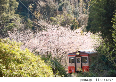 いすみ鉄道「逆光に浮かび輝く桜を背景に走る列車」 112834857