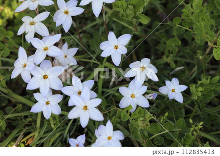 春の庭に咲く白いハナニラの花 112835413