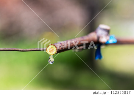 Drops of sap on vine branches in spring. Agriculture. Drops of sap on vine branches in spring. Agriculture. 112835817