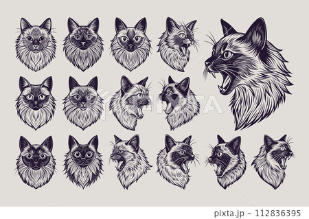 Set of detailed meowing birman cat head design vector 112836395