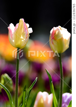 チューリップ二輪 112836765