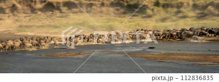 Slow pan panorama of zebras and wildebeest 112836835