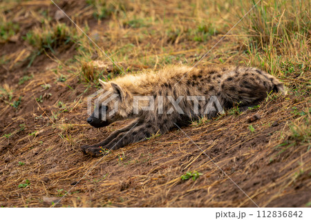 Spotted hyena lies on bank lowering head 112836842