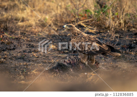 Tawny eagle feeds on carcase in savannah 112836885