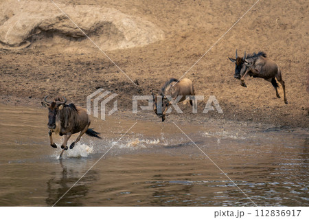 Three blue wildebeest jump into shallow stream 112836917