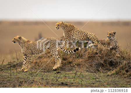 Three cheetahs in savannah on termite mound 112836918