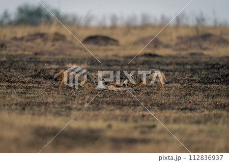 Two black-backed jackals stand feeding on gazelle 112836937