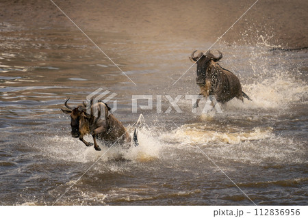 Two blue wildebeest cross water in spray Two blue wildebeest cross water in spray 112836956
