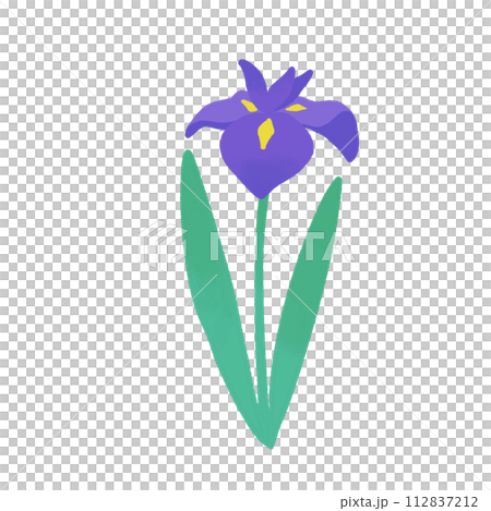 紫の花菖蒲 112837212