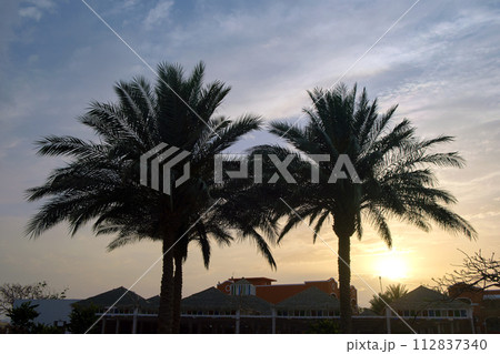 Beautiful green coconut palm trees on tropical beach against evening sky. Summer vacation concept 112837340