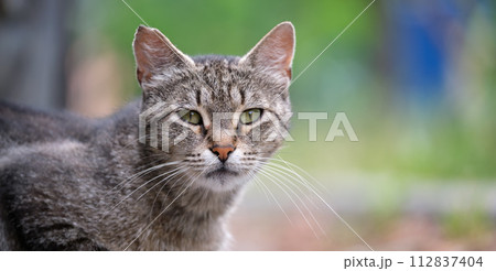 Big gray stray cat resting on steet outdoors in summer 112837404