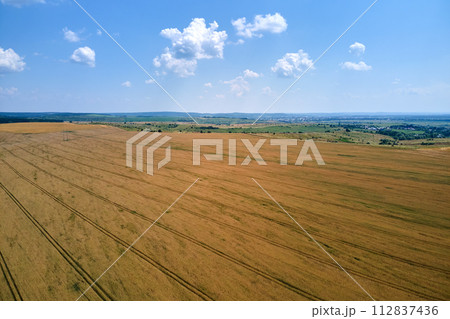 Aerial landscape view of yellow cultivated agricultural field with ripe wheat on bright summer day 112837436